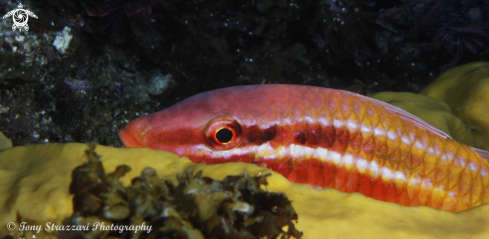 A Parupeneus spilurus | Black-Spot Goatfish