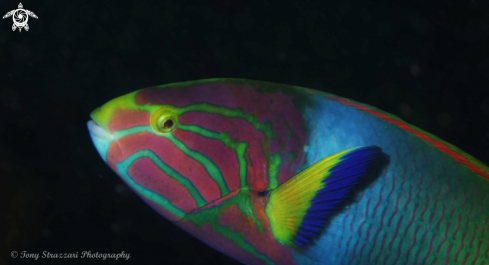 A Thalassoma lutescens | Green Moon Wrasse