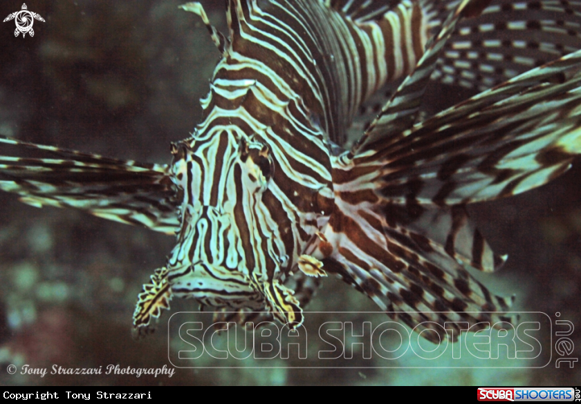Study in lionfish