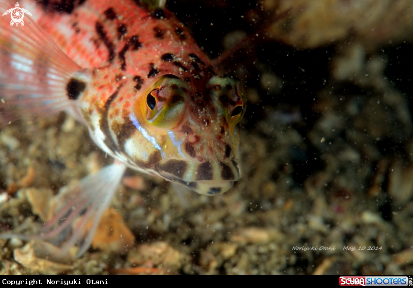 So, What you want?  Sandhopper Blenny is not in agood mood