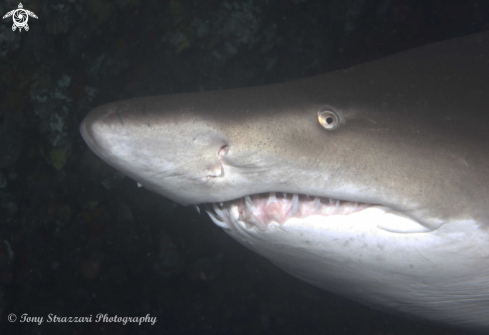 A Carcharias taurus | Grey Nurse Shark (Sand Tiger, Ragged Tooth)