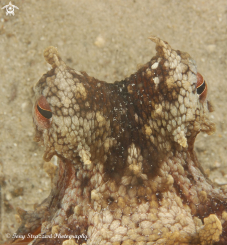 A Octopus tetricus | Common Sydney Octopus