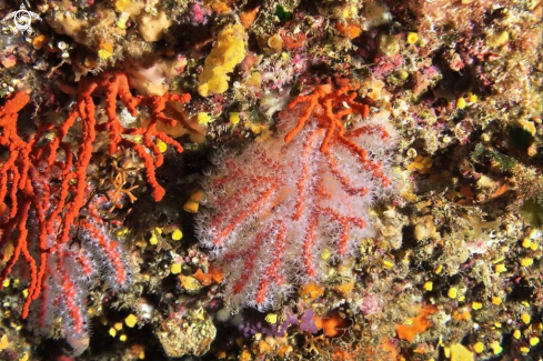 A Corallium rubrum | Corallo rosso