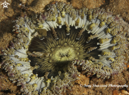A Heteractis aurora | Juvenile beaded anemone