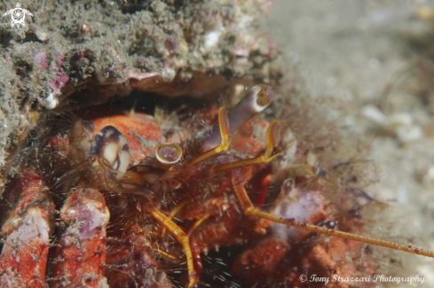A Dardanus lagopodes | Hairy red hermit crab