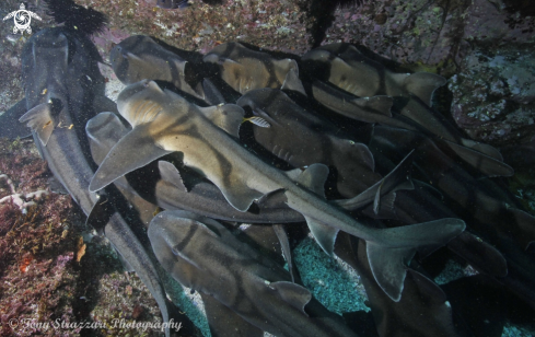 A Heterodontus portusjacksoni | Port Jackson Shark