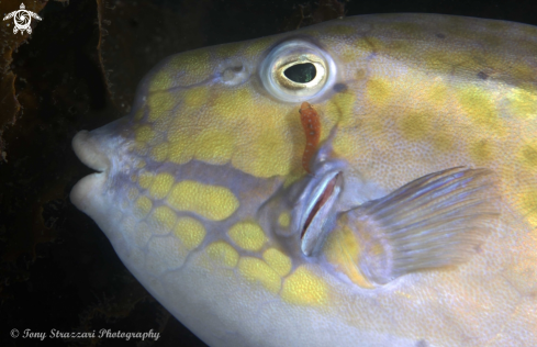 A Anoplocapros inermis and Cochleoceps orientalis | Eastern smooth boxfish & cleaner clingerfish