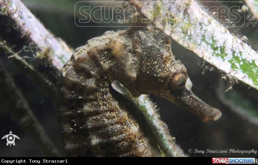 Seahorse in the seagrass