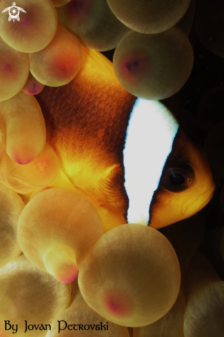 A  Nemo / Riba Klovn / Clown fish.