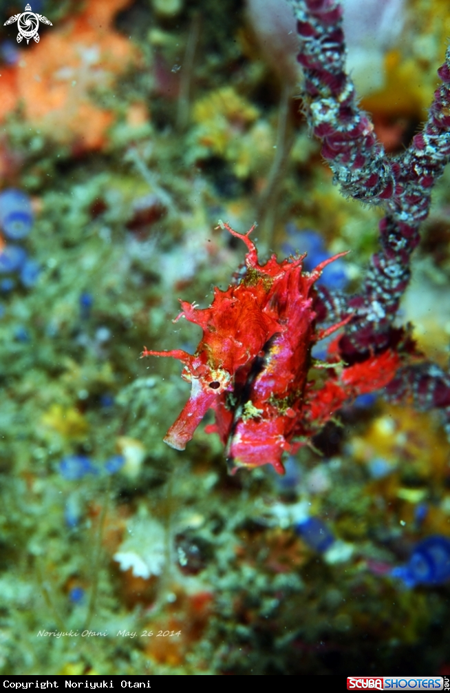Seahorse in red