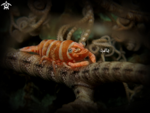 A Basket star shrimp | Basket star shrimp