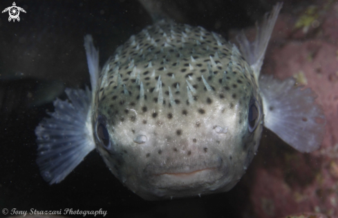 A Diodon holocanthus | Fine Spotted Porcupine Fish