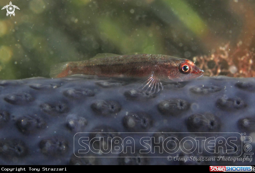Goby on an ascidian