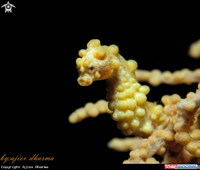 yellow pygmy seahorse