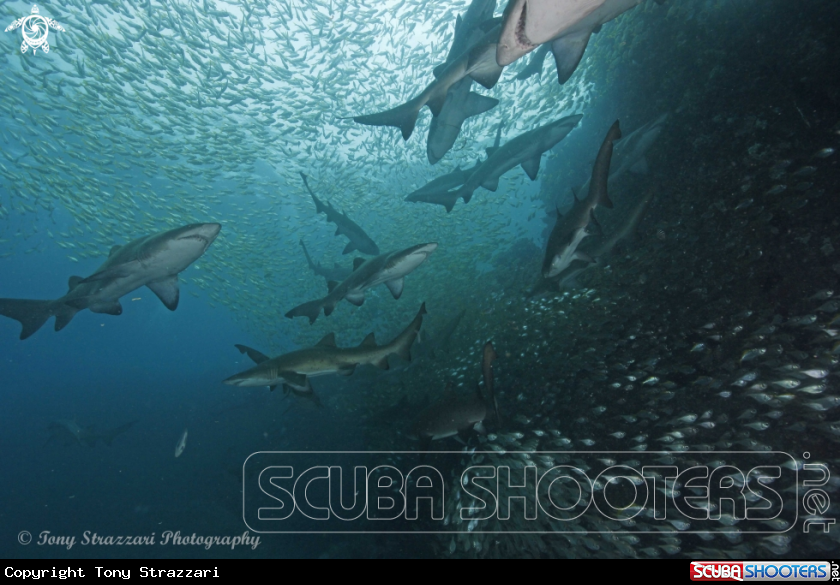 Agglomeration of sharks
