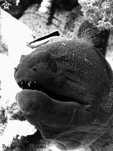 A Gymnothorax javanicus | Murina / Moray_eel.