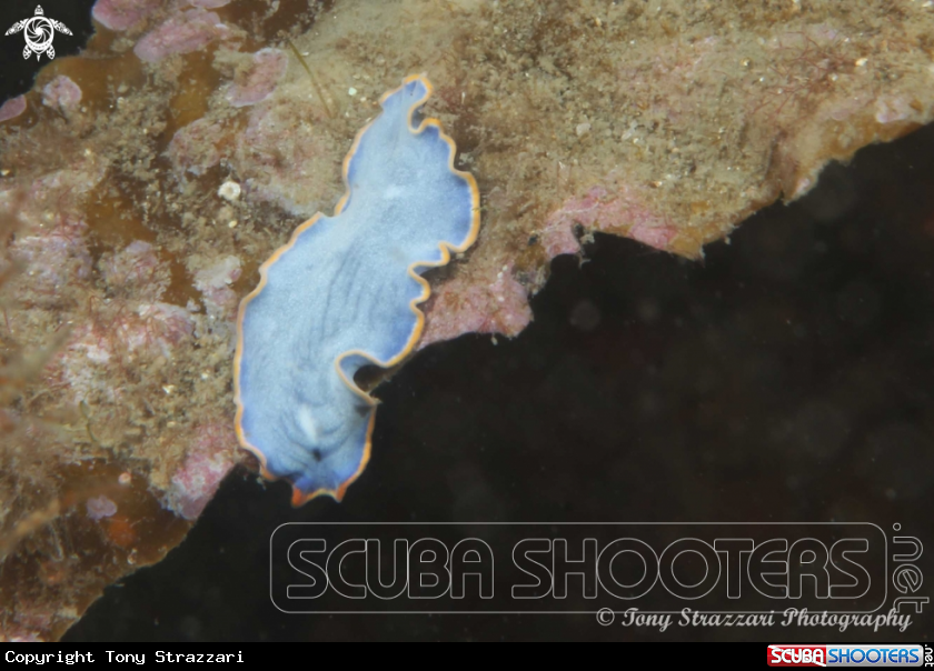 A Blue flatworm