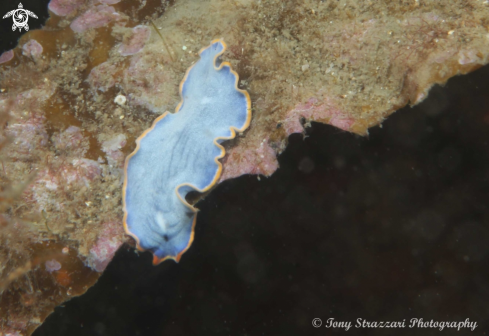 A Cycloporus venetus | Blue flatworm
