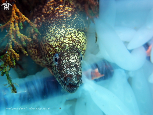 A Morayeel and Squid eggs