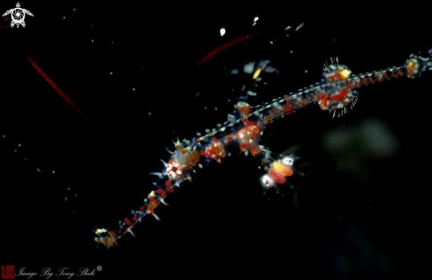 A Solenostomus paradoxus  | Ornate Ghost Pipefish Juvenile