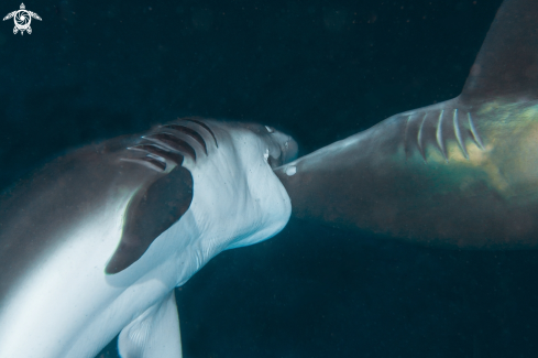 A Carcharhinus limbatus  | black tip shark