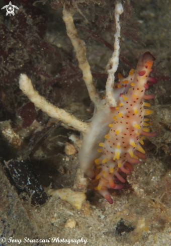 A Phenacovolva rosea | Rosy Spindle cowry