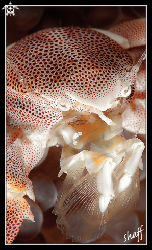 A Neopetrolisthes maculatus | Porcelain Anemone Crab