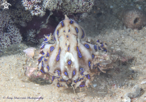 A Hapalochlaena fasciata  | Blue-lined octopus
