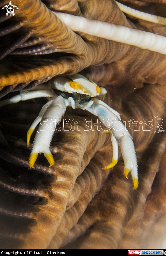 A crinoid squat lobster