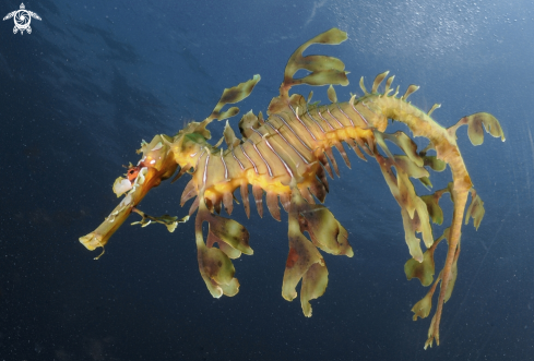 A Phycodurus eques | leafy sea dragon 