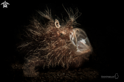 A Antennarius striates | The striated frogfish or hairy frogfish, Antennarius striate