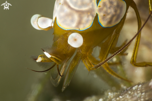 A Thor amboinensis | shrimp ambon