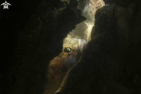 A lights in the den of goby | Gobius paganellu