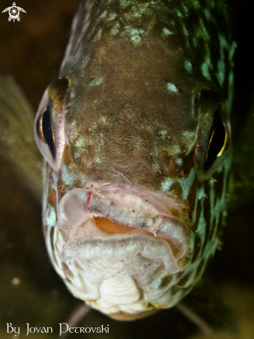 A Lepomis gibbosus | Sunčica /  Sunfish.