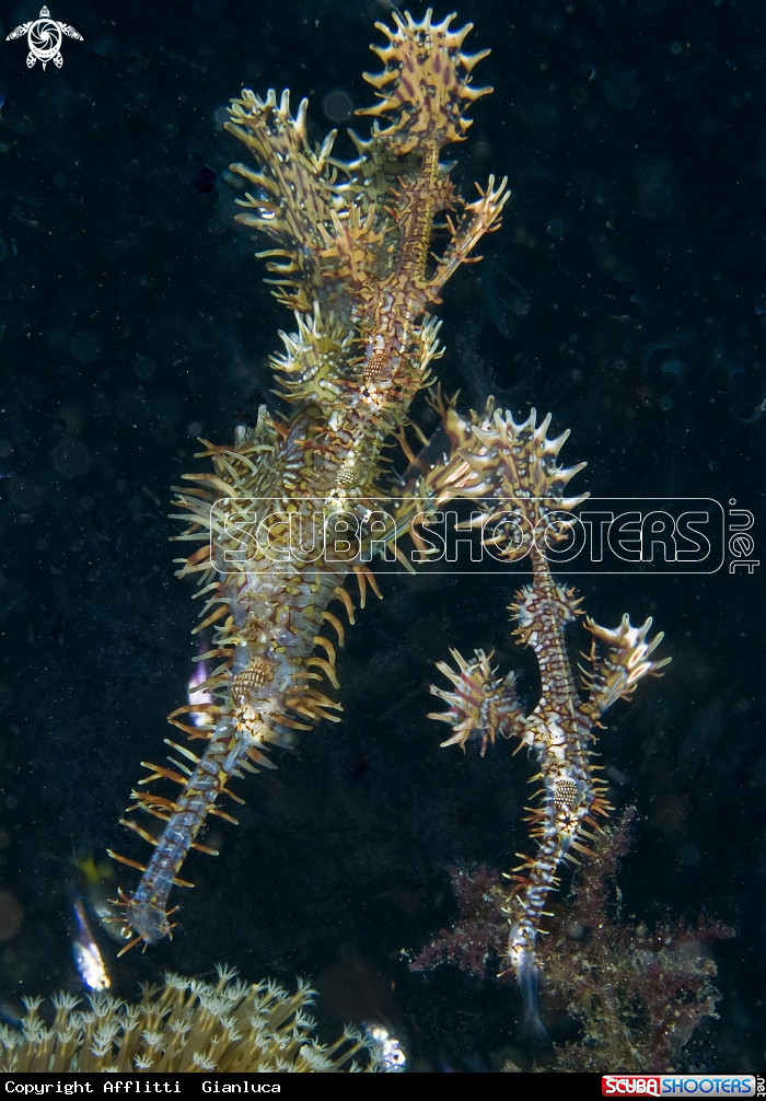 A ornate ghost pipefish 