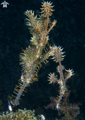 A ornate ghost pipefish 