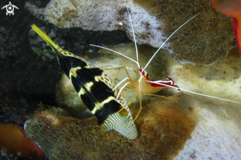 A Periclimenes Colemani) |  cleaner shrimp