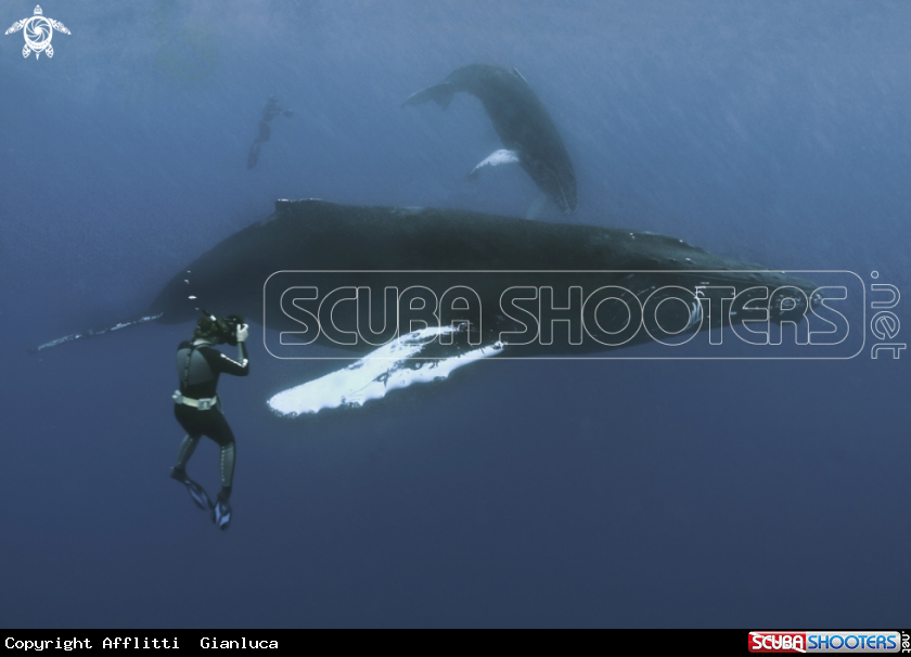 whale shot