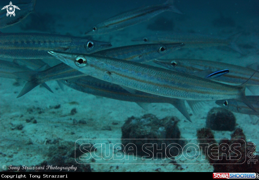 Barracuda at a cleaning station
