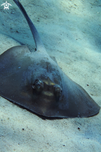 A Blue Spotted Sting Ray | Sting Ray
