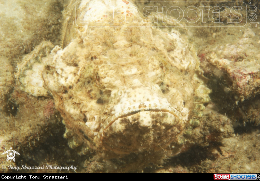 Ghost scorpionfish