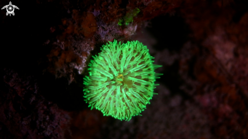 A Flouro Diving | Coral