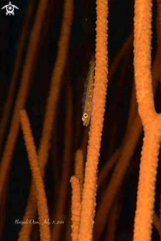A Bryaninops yongei | Whip coral goby