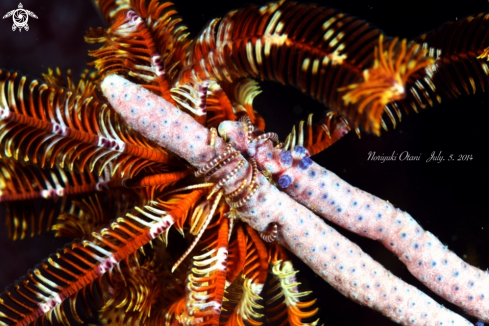 A Feather Star