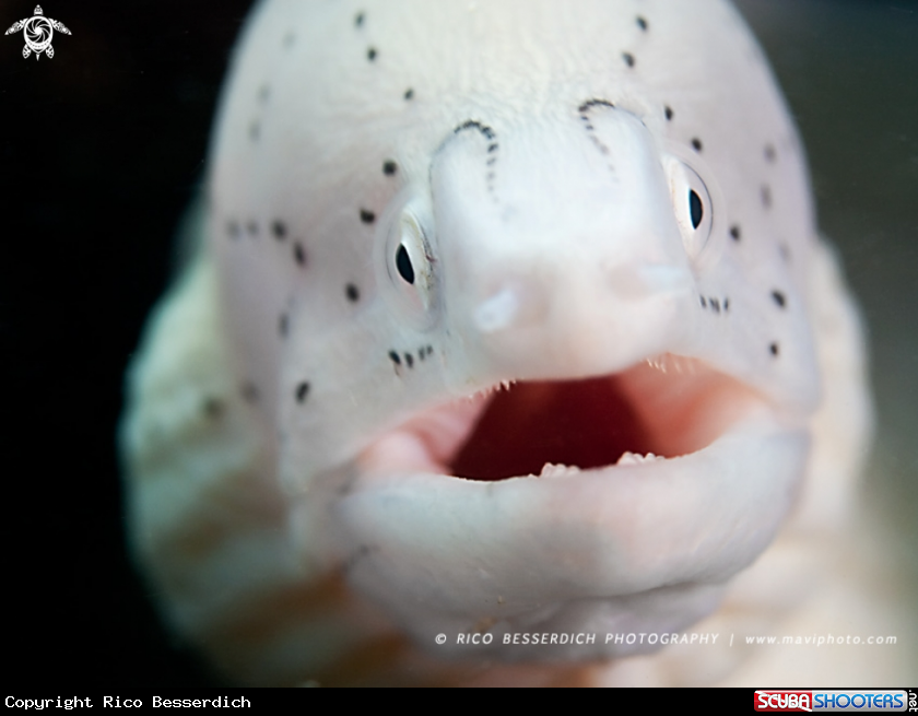 A Peppered Moray Eel
