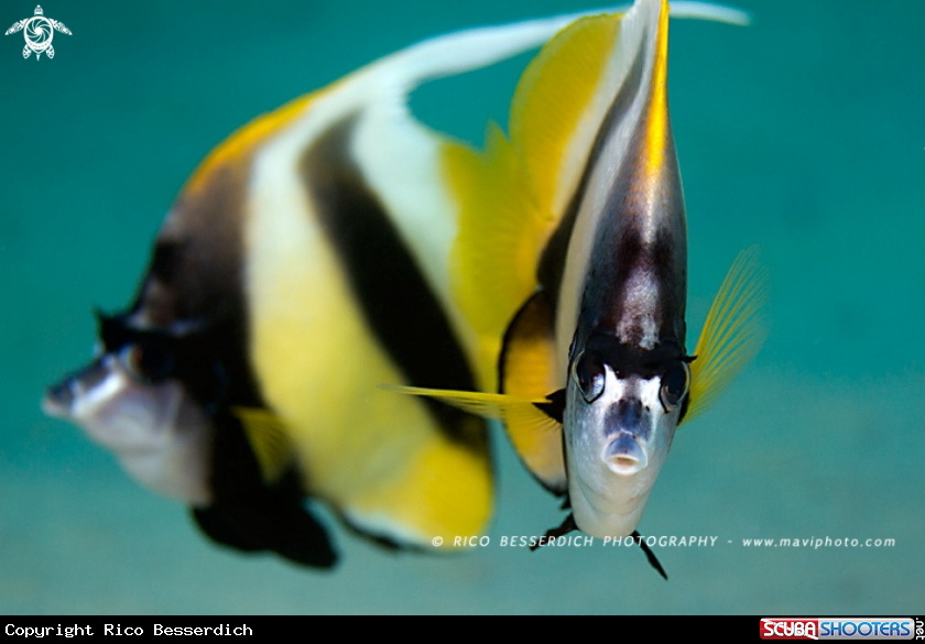 A Red-Sea Bannerfish