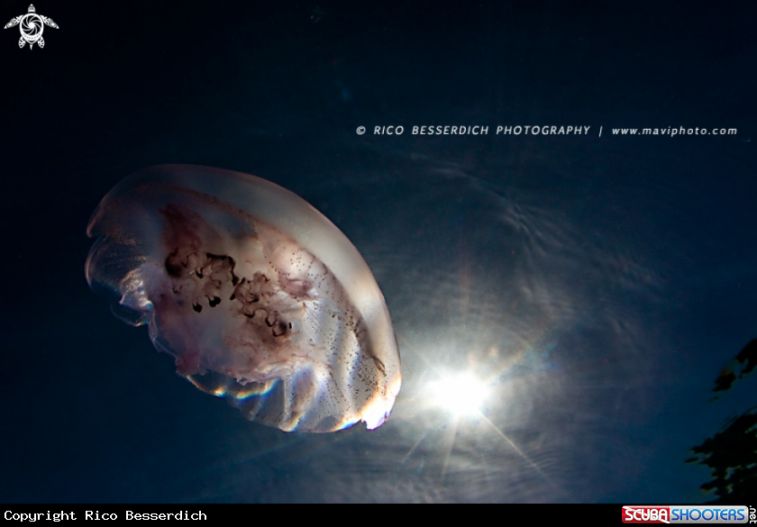 A Jellyfish 