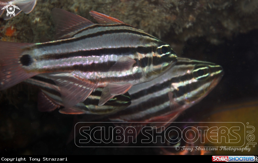 Sydney Cardinalfish
