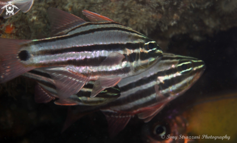 A Apogon limenus | Sydney Cardinalfish
