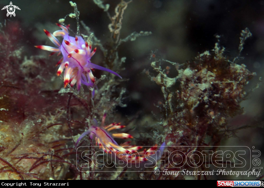 Pair of flabellina